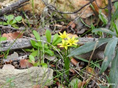 Gagea soleirolii