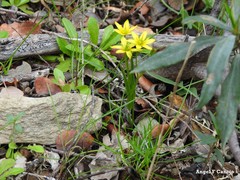 Gagea soleirolii