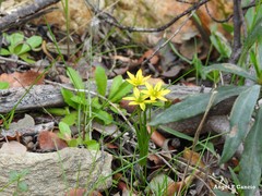 Gagea soleirolii