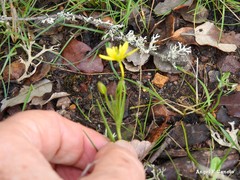 Gagea soleirolii