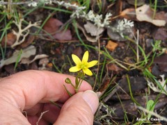 Gagea soleirolii