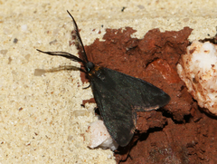 Pollanisus subdolosa