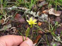 Gagea soleirolii