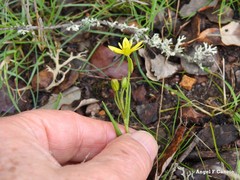 Gagea soleirolii