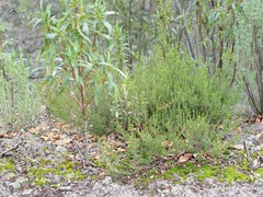 Erica australis