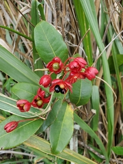 Ochna thomasiana