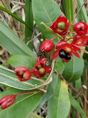 Ochna thomasiana