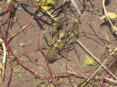 Austropotamobius torrentium