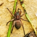 Southern Prowling Spider - Photo (c) ahfrazer, some rights reserved (CC BY-NC), uploaded by ahfrazer