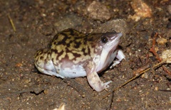 Hemisus marmoratus
