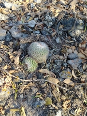 Mammillaria standleyi