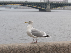Larus argentatus