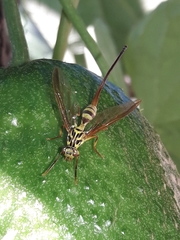 Toxotrypana curvicauda