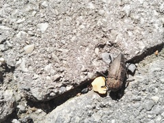 Capnodis tenebricosa