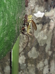 Toxotrypana curvicauda