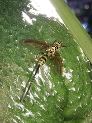 Toxotrypana curvicauda