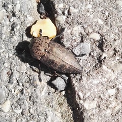 Capnodis tenebricosa
