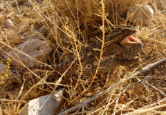 Chamaeleo chamaeleon chamaeleon