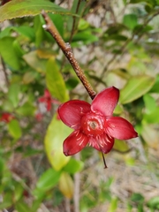 Ochna thomasiana