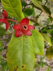 Ochna thomasiana