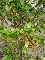 Ochna thomasiana