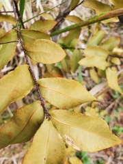 Ochna thomasiana