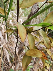 Ochna thomasiana