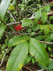 Ochna thomasiana