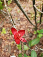 Ochna thomasiana