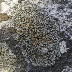 Lecanora sierrae