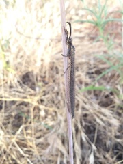 Creoleon lugdunensis