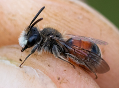 Andrena labiata