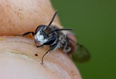 Andrena labiata