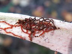 Willkommlangea reticulata