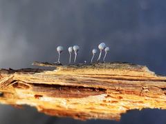 Badhamia utricularis