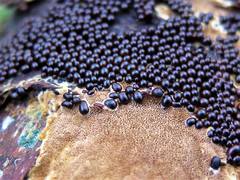 Willkommlangea reticulata