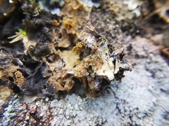 Trichonectria