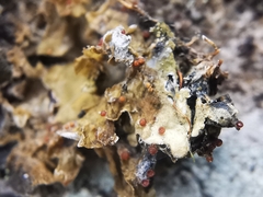 Trichonectria