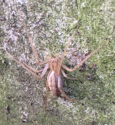 Larinia directa