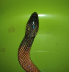 Pseudoboa neuwiedii