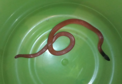 Pseudoboa neuwiedii