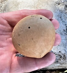 Andricus quercuscalifornicus