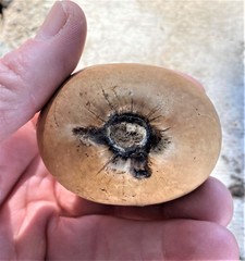 Andricus quercuscalifornicus