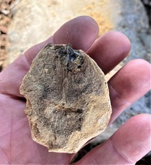 Andricus quercuscalifornicus