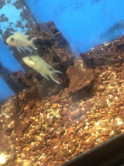 Neolamprologus pulcher