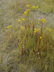 Solidago ohioensis
