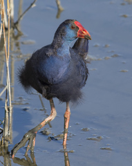 Purple Swamphen photo 5