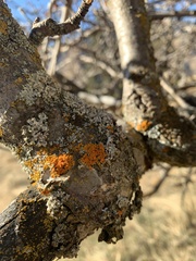Xanthomendoza montana