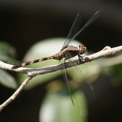 Erythemis plebeja