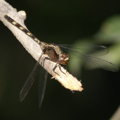 Erythemis plebeja